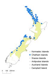 Lycopodiella lateralis distribution map based on databased records at AK, CHR & WELT.
 Image: K.Boardman © Landcare Research 2019 CC BY 4.0
